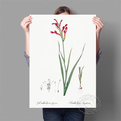 Affiche fond blanc fleur rouge tige fine