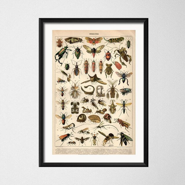 Cadre vintage pleins d'insecte