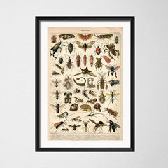 Cadre vintage pleins d'insecte