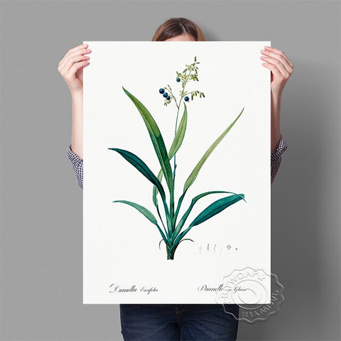 Affiche fond blanc fleur bleue feuille verte