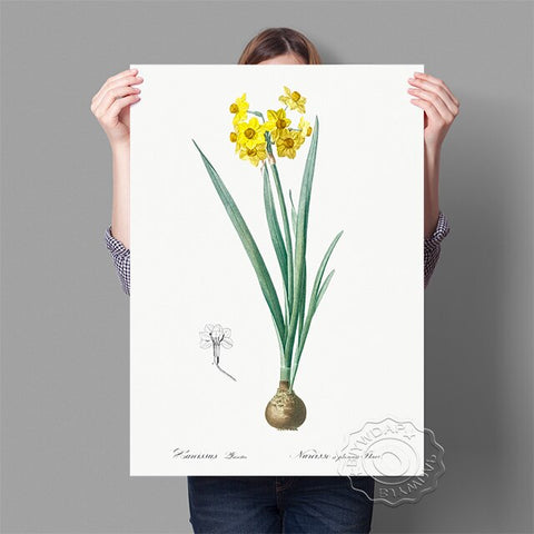 Affiche fond blanc fleur jaune grande tige