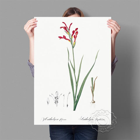 Affiche fond blanc fleur rouge tige verte