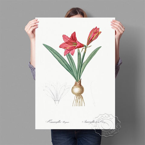 Affiche fond blanc fleurs rouge