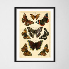 Cadre vintage différent papillon