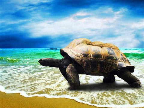 Tableau photo énorme tortue