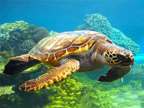 Tableau photo tortue algue verte