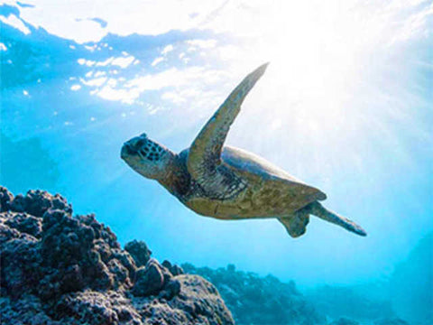 Tableau photo tortue dans l'eau