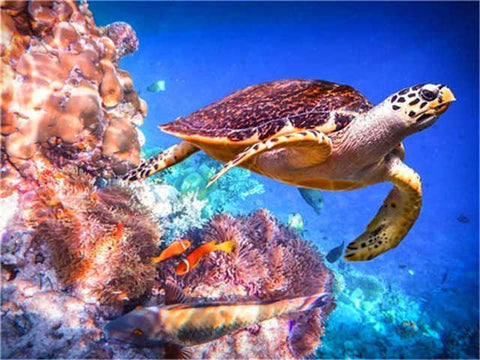 Tableau réaliste tortue marron